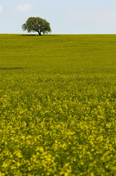 Поле из желтого рапса (Brassica napus) цветы и одно дерево — стоковое фото