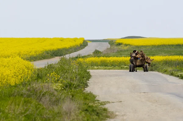 Carruaje de caballos en un camino entre campos de colza — Foto de Stock