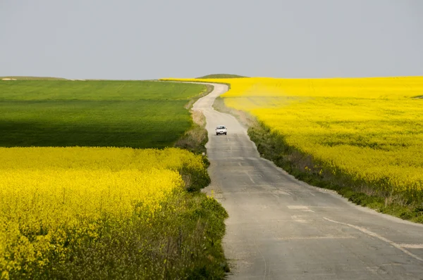 Voiture conduite sur route entre champs de colza — Photo