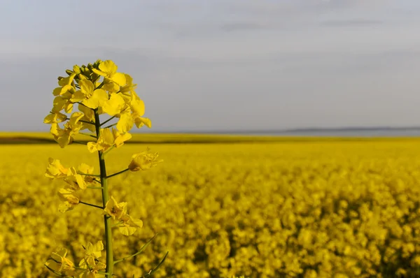 Rincian dari ringkasan kuning (brassica napus) bunga dengan ladang biji rami — Stok Foto