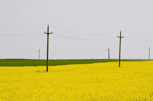 Telegrafní sloupy elektřiny v oblasti žluté řepky (brassica napus) — Stock fotografie