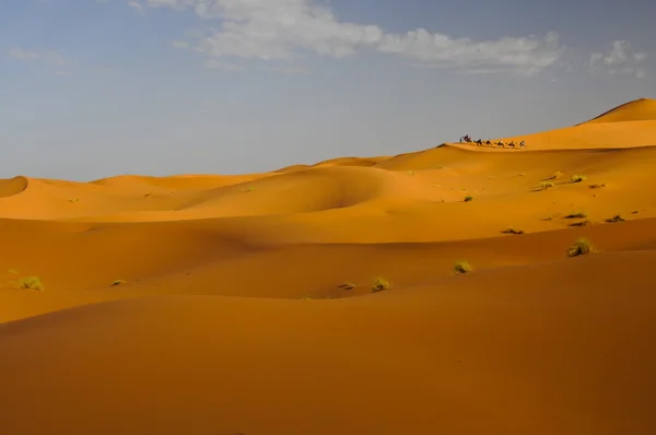 Camel caravan with tourists riding along sand dunes at sunrise — Stok fotoğraf