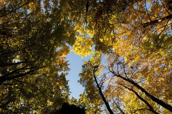 stock image Fall autumn colored forest foliage