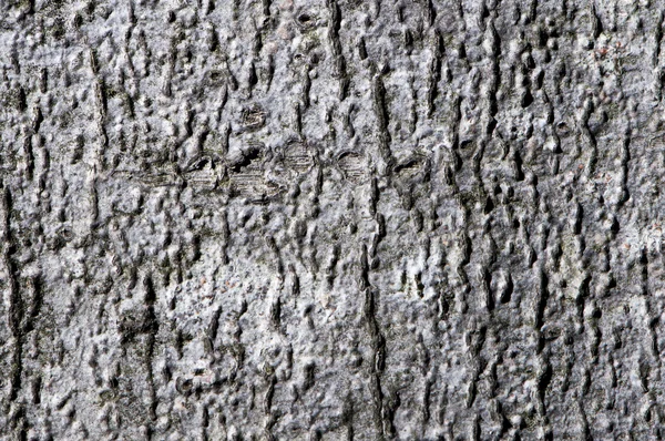 森の木の樹皮のマクロの詳細 — ストック写真