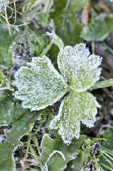 Ayrıntı dondurulmuş yeşil yaprak — Stok fotoğraf