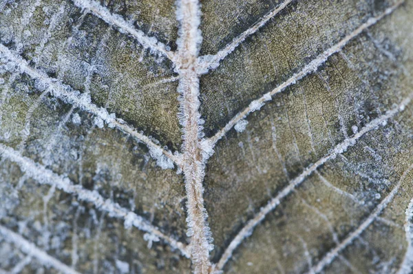 Close-up macro detail of frozen leaf — Stock Photo, Image