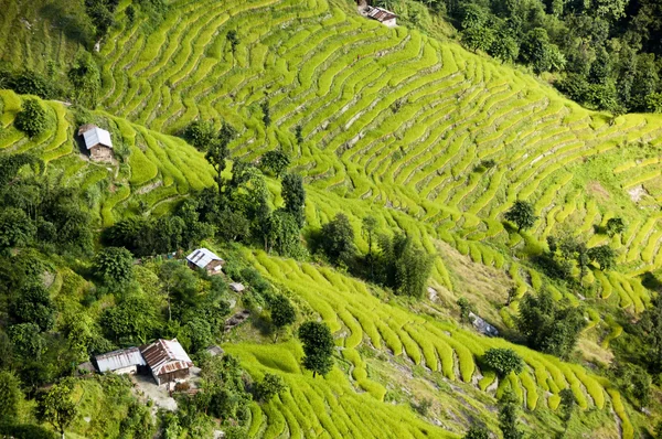 sikkim içinde havadan görünümü güzel pirinç terasları Dağı'nın yamaçlarında