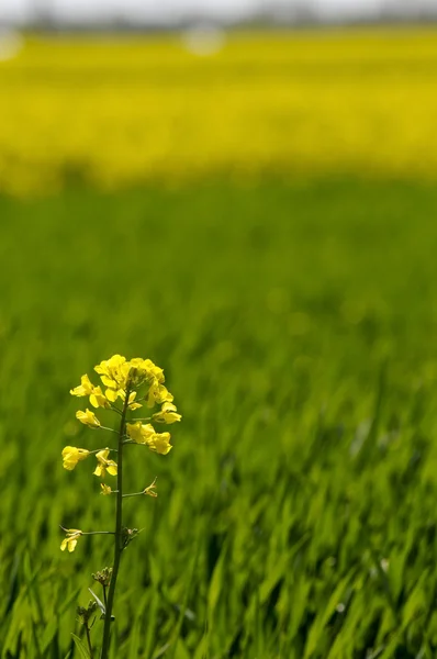 Flor de colza amarilla sobre fondo de trigo verde — Foto de Stock