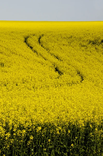 Yellow rapeseed field with winding tractor track — Stock Photo, Image