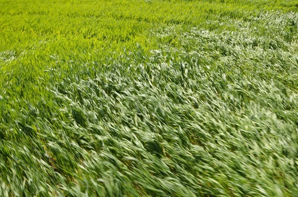 Campo de culturas verdes azuladas soprado pelo vento — Fotografia de Stock