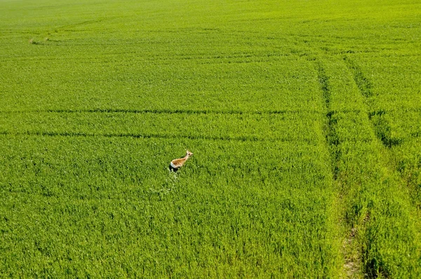 Vista aérea de veados correndo no campo de culturas verdes — Fotografia de Stock