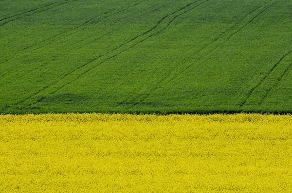 Campo de colza amarillo frente al campo de cultivo verde — Foto de Stock