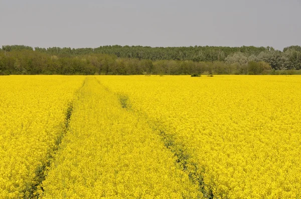 Желтое рапсовое поле с извилистой тракторной дорожкой — стоковое фото