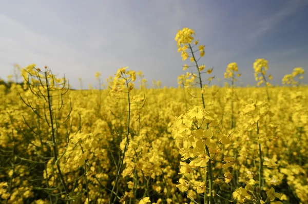 Fiore di colza giallo di fronte al campo coltivato giallo — Foto Stock