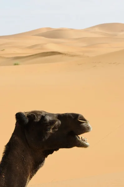 Side portrait of a laughing camel with desert dunes background — Stock Photo, Image