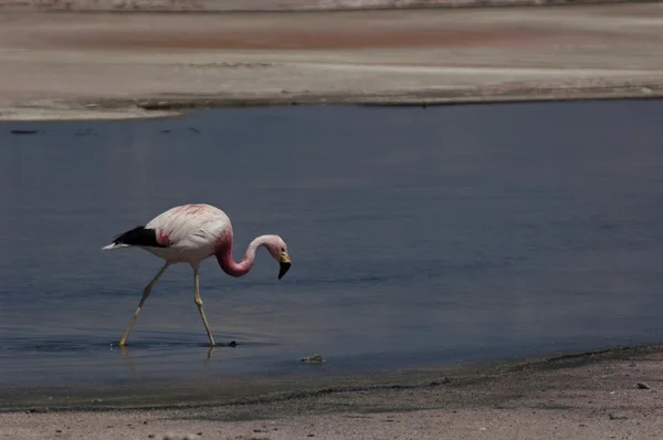 Flamingo walking the water in salar de atacama — Stock Photo, Image