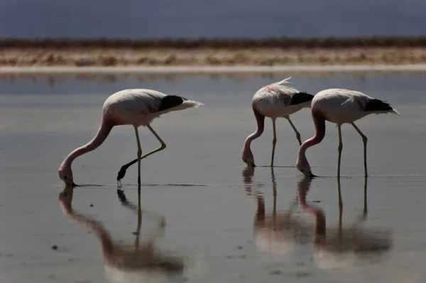 Three flamingos walking with beaks in water — Stock Photo, Image
