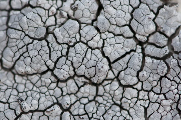 Detalle macro de colonias de hongos de musgo gris — Foto de Stock