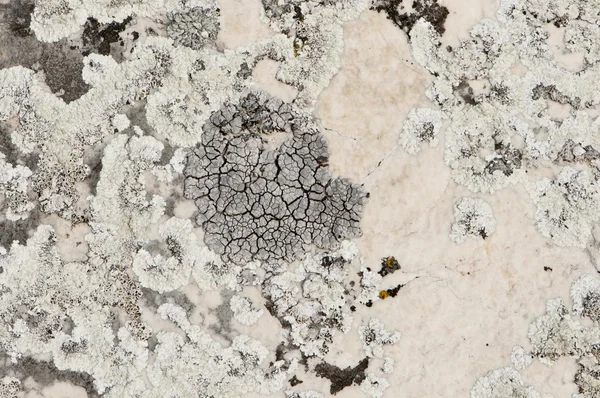 stock image Macro detail of grey and white moss fungus colonies on white rock