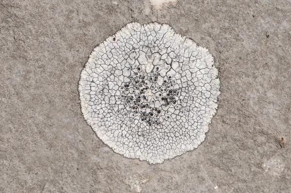 Macro détail de mousse blanche ronde colonie de champignons sur roche grise — Photo