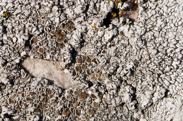 Macro détail des colonies de champignons de mousse blanche — Photo