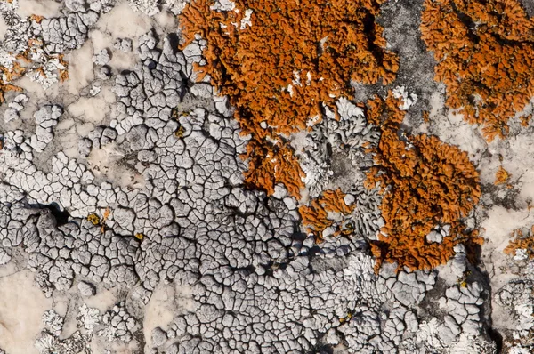 stock image Orange and white moss fungus colonies on white rock