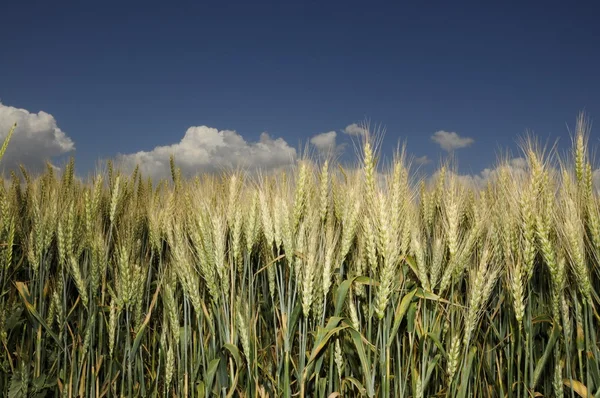 Golden corn field with blue sky and clouds — Stock Photo, Image