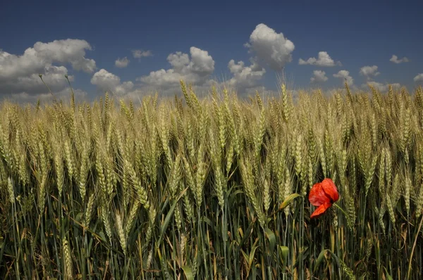 Red poppy in golden corn field with blue sky and clouds — Stock Photo, Image