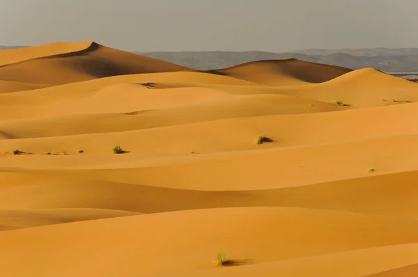 Böljande sanddynor i Saharaöknen Stockbild