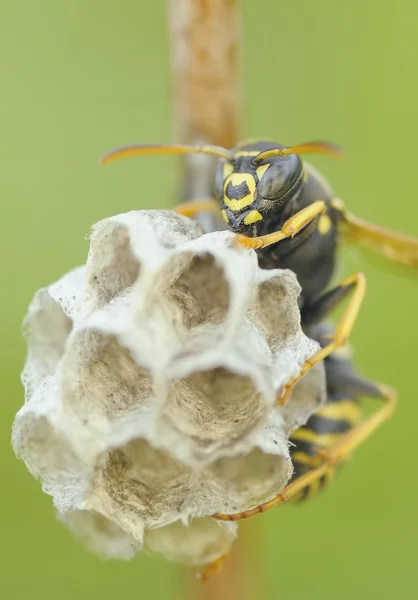 Wasp on the nest — Stock Photo, Image