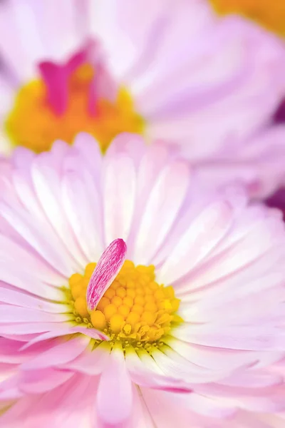 Stock image Flowers