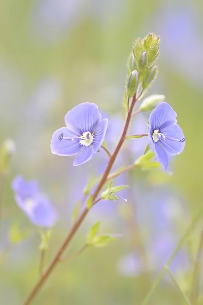 Stock image Flowers