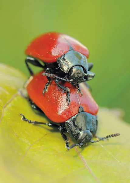 stock image Beetle