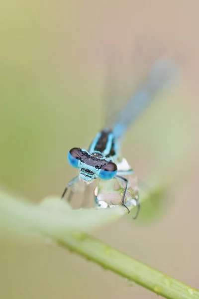 Ddragonfly — 图库照片