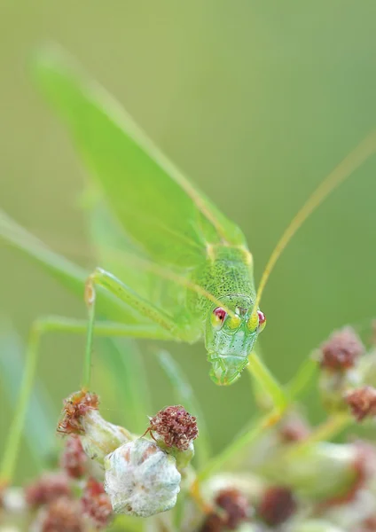 Grasshopper — Stock Photo, Image