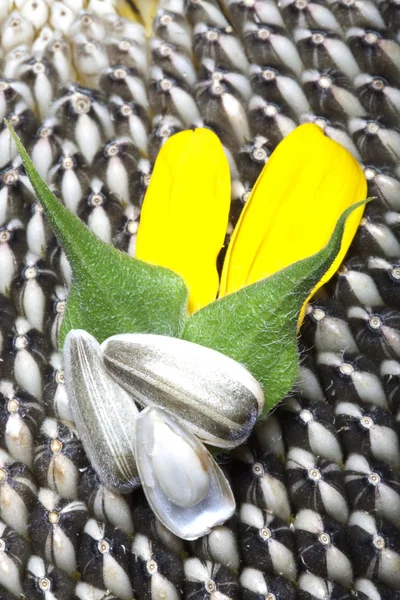 Ayçiçeği tohumları kapanıyor.
