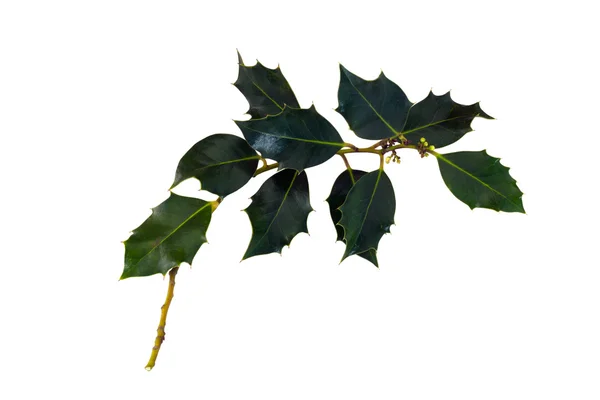 stock image A branch of European holly