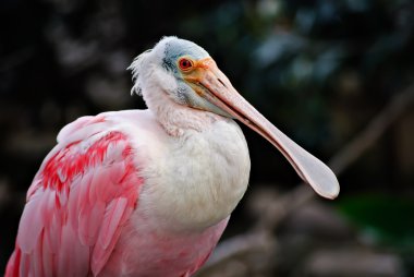 Roseate Spoonbill clipart