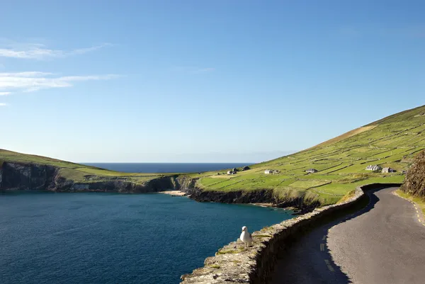 Dingle Yarımadası, İrlanda — Stok fotoğraf