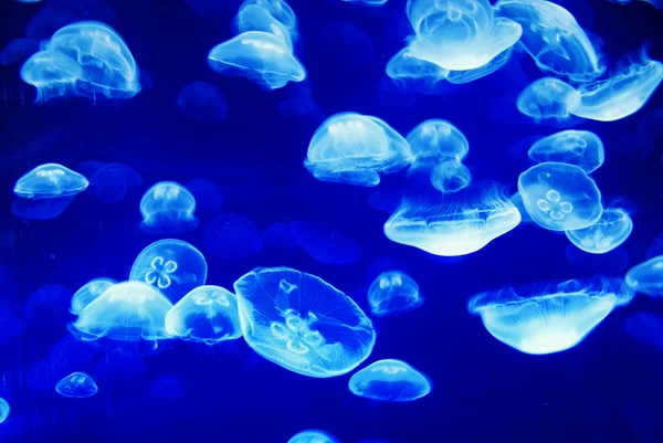 Jellyfishes — Stock Photo, Image