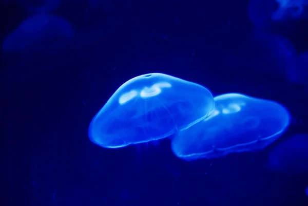 Jellyfishes — Stok fotoğraf
