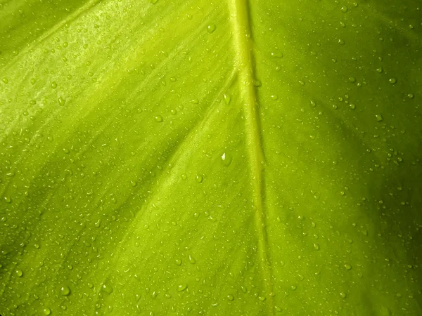 Wassertropfen auf Blatt — Stockfoto