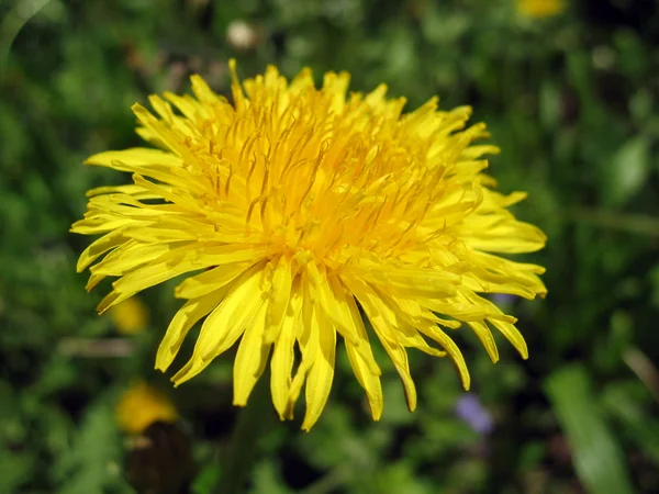 Närbild av gul maskros blomma — Stockfoto