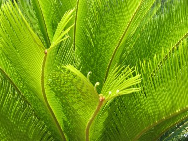 Close up of green palm tree leaves clipart