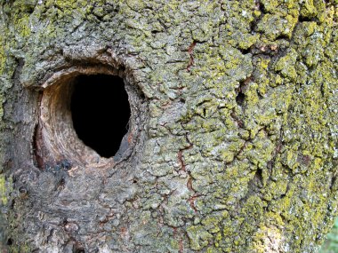 Close up of a tree trunk with a hole clipart