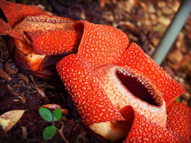 Rafflesia flower in bloom clipart