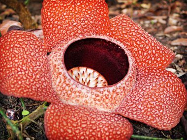 Rafflesia çiçek çiçeklenme