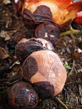 Rafflesia çiçek tomurcukları