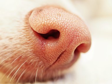 Close up of pink dog nose clipart