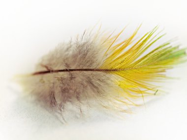 Yellow green lorikeet feather